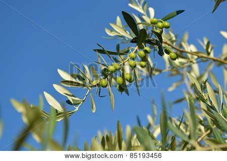 Olive trees garden, mediterranean olive field ready for harvest. 