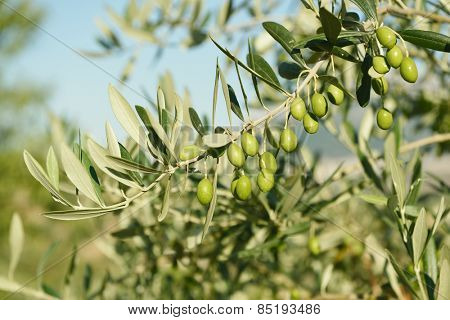 Olive trees garden, mediterranean olive field ready for harvest. 