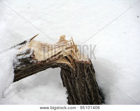 Image of winter
