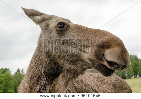 Elk
