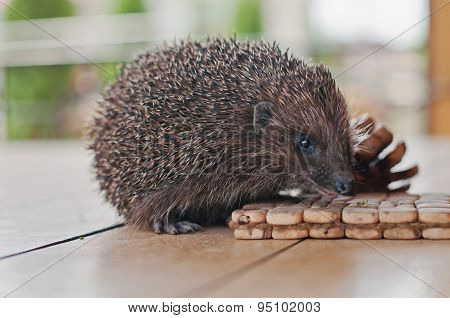 Hedgehog On The Wooden Table With Cons