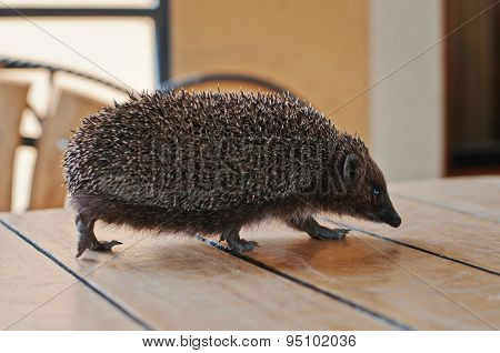 Hedgehog On The Wooden Table