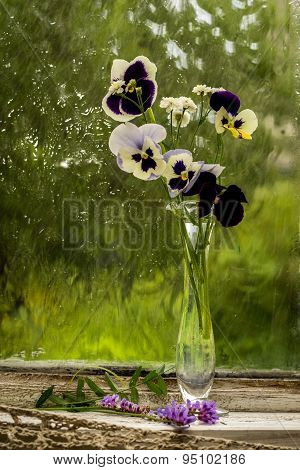 Heartsease (viola Tricolor) Fine Flowers Bouquet In A Window Sill In A Sunny Rainy Day