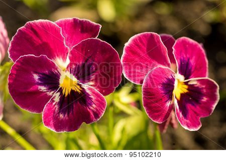 Heartsease (viola Tricolor) Fine Flowers Against A Greenish Background