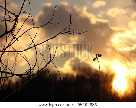 Image of trees winter