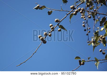 Washnut Tree