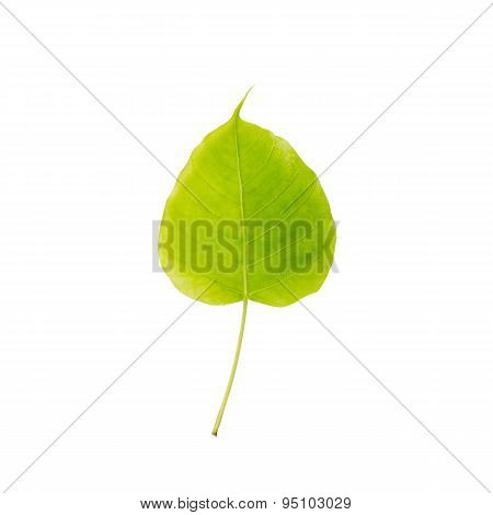 Green Leaf Pho Leaf, Bo Leaf, Isolated On White Background