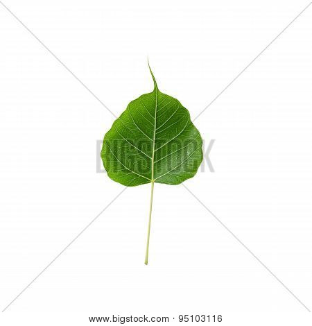 Green Leaf Pho Leaf, Bo Leaf, Isolated On White Background