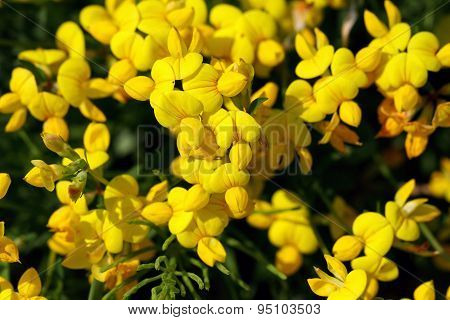 Lotus corniculatus var. corniculatus