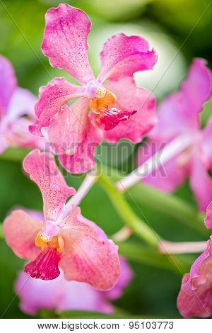 Vanda Usha Pink Orchid Flower