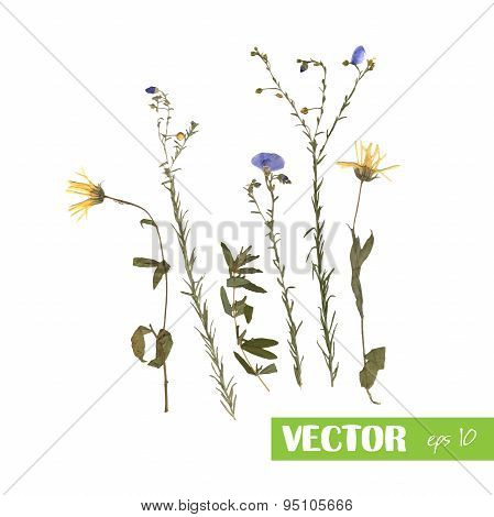Pressed Wild Flowers