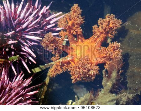 Tentacles of an Orange Sea Cucumber