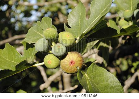 Ficus carica