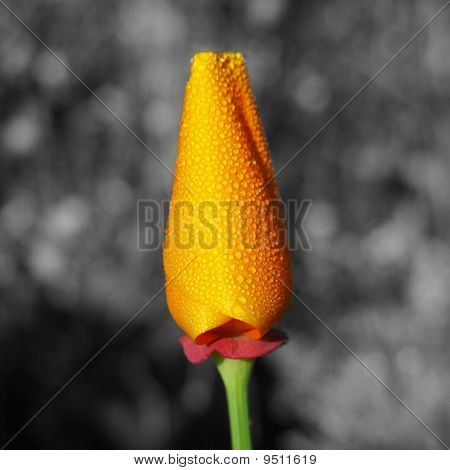 flor cerrada de una amapola Californiana naranja