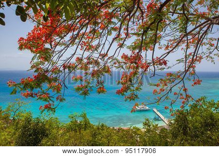 Poinciana tree