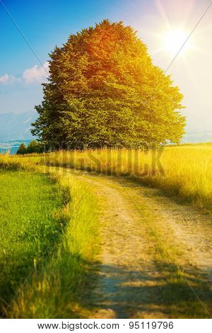Summer Country Road
