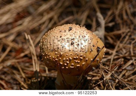 Wild Mushroom