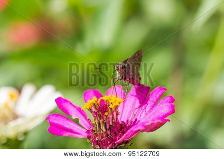 Borbo Cinnara (hesperiidae) Butterfly 0N Flower