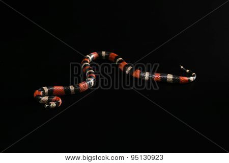 Pueblan milk snake