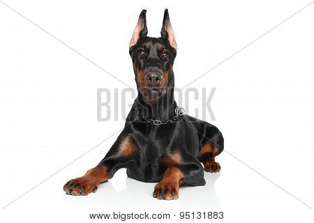 Young Doberman Lying On White Background