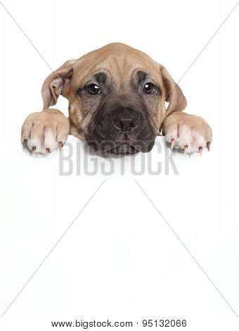 Amstaff Puppy Above Banner