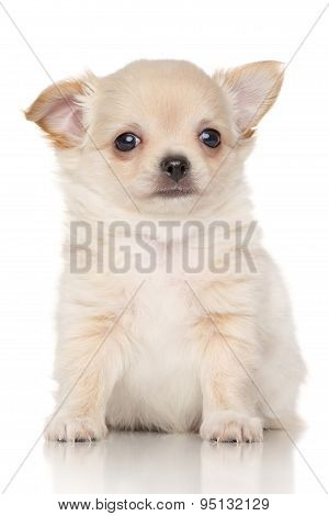 Chiwawa Puppy