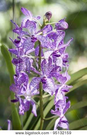 Rhynchovanda Azure
