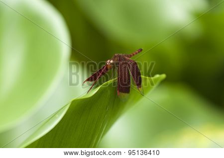 Red Dragonfly