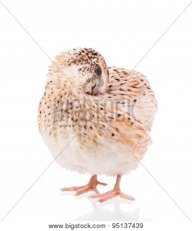 Adult quail