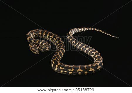 The male morelia spilota harrisoni python on black background