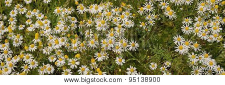 Chamomile plants, chamomile field