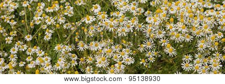 Chamomile plants, chamomile field
