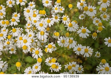 Chamomile plants, chamomile field