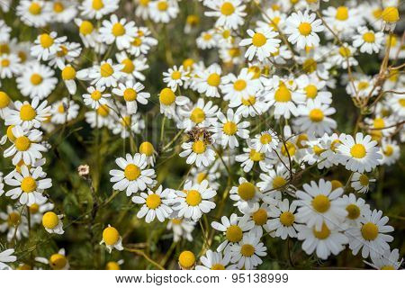 Chamomile plants, chamomile field