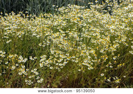 Chamomile plants, chamomile field