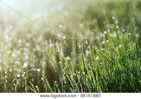 Fresh Green Grass