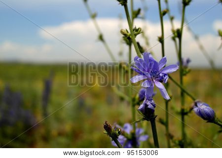 chicory