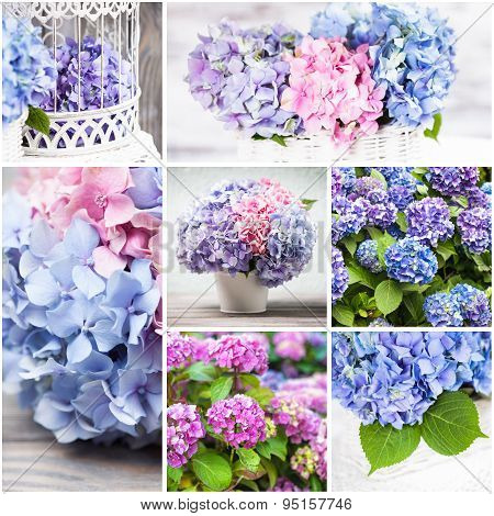 Hydrangea collage