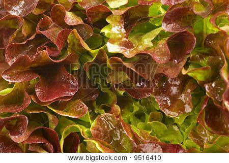 Lollo Rosso