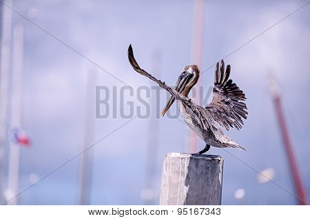 Touchdown by Brown Pelican