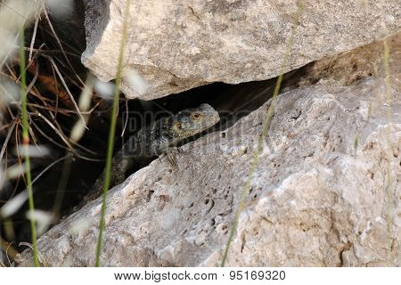 Lizard between the stones