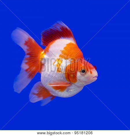 Beautiful Goldfish