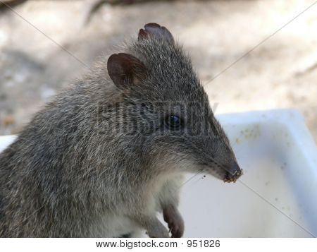Potoroo