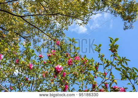 Camellia sasanqua flowers