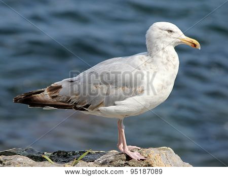 Herring Gull