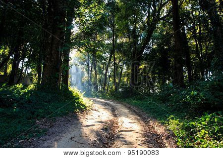Sun Beams Pour through Trees in Foggy Forest.