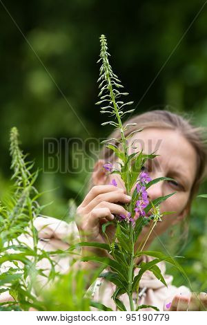 Woman Gathering Leaves And Flowers Of Willow-herb (ivan-tea)