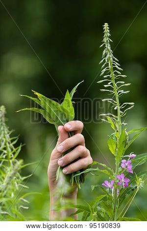 Hands With Leaves Of Willow-herb (ivan-tea) During Gathering