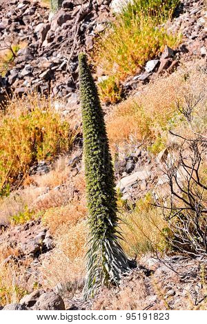 Tajinaste Flower of Tenerife Island
