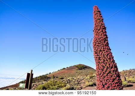Tajinaste Flower of Tenerife Island